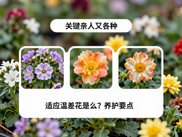 亲人又好奇,适应温差的花是什么?