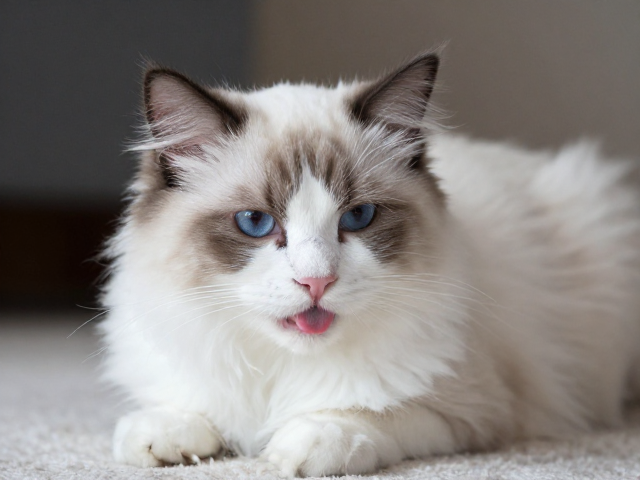 亲人又爱舔毛?敏感猫咪如何选?揭秘高颜值粘人宠物
