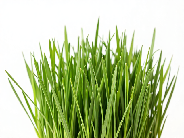 提摩西草为主粮，能喂生冷蔬菜吗？宠物饮食误区解析