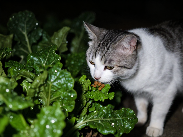 猫夜间活跃吃深色绿叶菜？主粮选择与饮食误区解析