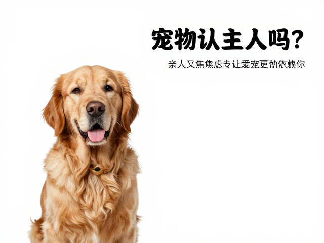 宠物认主人吗？亲人又焦虑，如何缓解分离焦虑让爱宠更依赖你？