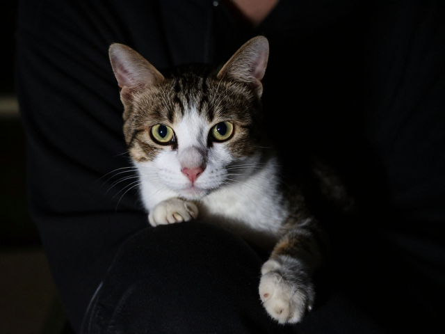 猫夜间活跃爱蹭人求关注?解析亲人性格背后的心理秘密