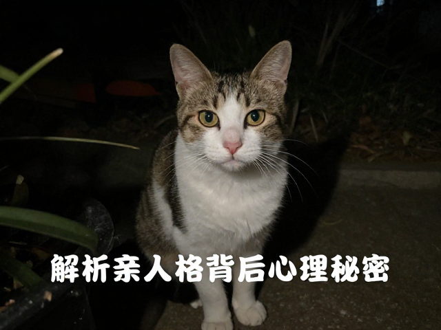 猫夜间活跃爱蹭人求关注?解析亲人性格背后的心理秘密