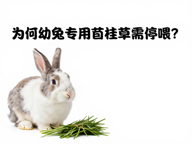 老年兔低钙饮食指南,为何幼兔专用苜蓿草需停喂?