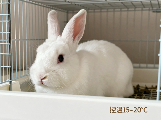 养兔指南,选对笼子,控温15-20℃,利用自然散射光
