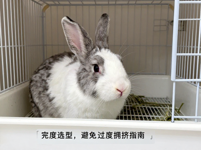 病兔隔离环境怎么设?笼子选型与避免过度拥挤指南