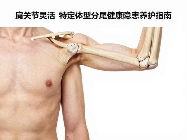 肩关节灵活但尾毛稀疏?揭秘特定体型参数的健康隐患与养护指南