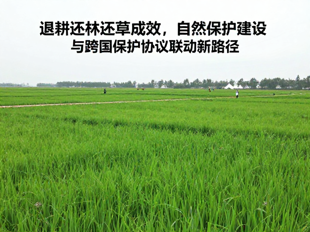 退耕还林还草成效,自然保护区建设与跨国保护协议联动新路径