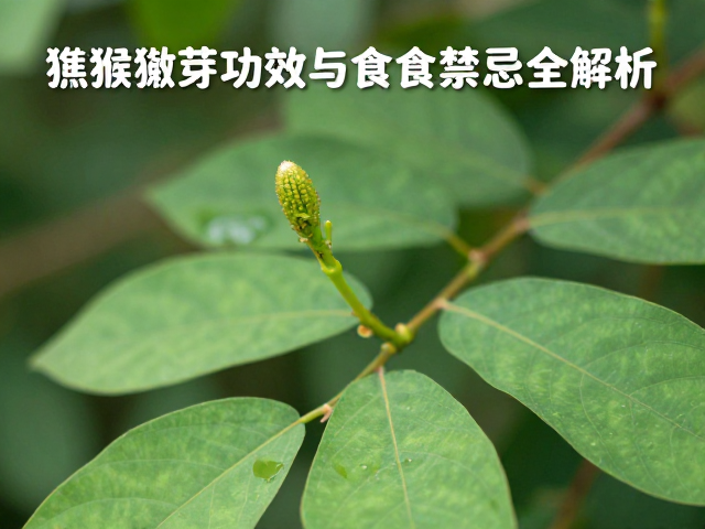 熊猴臀疣明显?花叶嫩芽入药功效与食用禁忌全解析