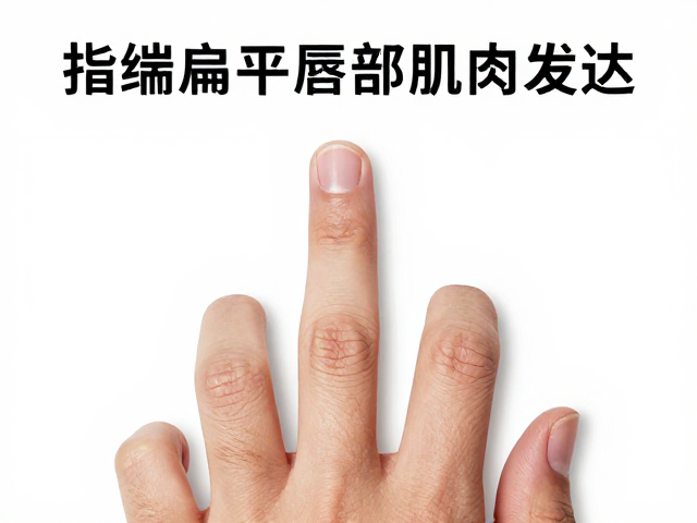 指端扁平指甲唇部肌肉发达?揭秘非常规体型参数与健康真相