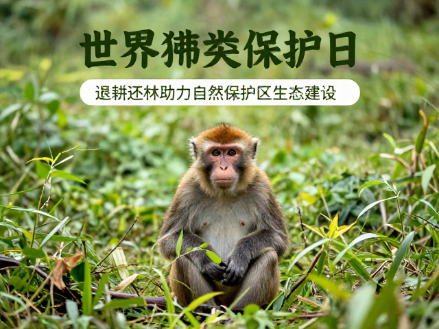 世界猴类保护日，退耕还林助力自然保护区生态建设
