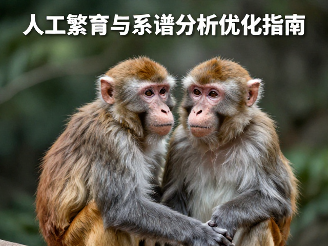 老年猴维持营养，人工繁育与系谱分析优化指南