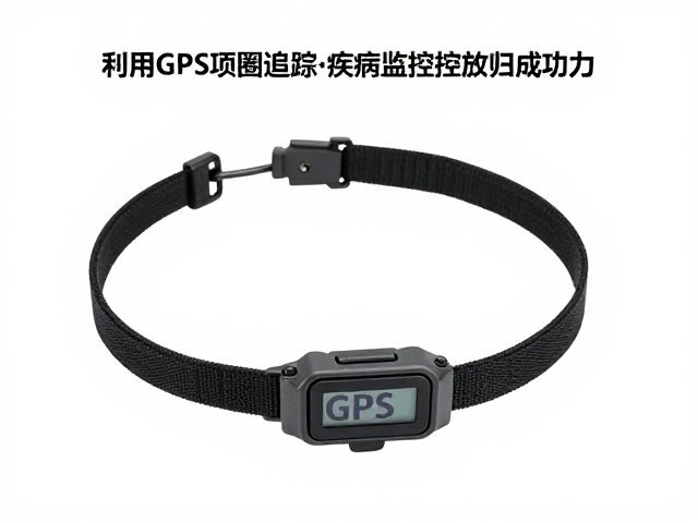 个体野化训练中如何利用GPS项圈追踪与疾病监控提升放归成功率