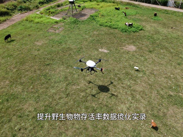 无人机监测个体野化训练,提升野生动物存活率数据统计实录