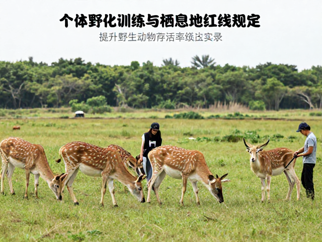 个体野化训练与栖息地红线划定，提升野生动物存活率统计实录