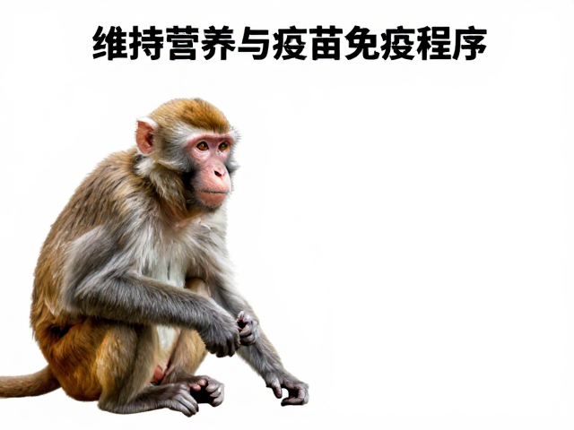 老年猴维持营养与疫苗免疫程序，人工繁育技术关键指南