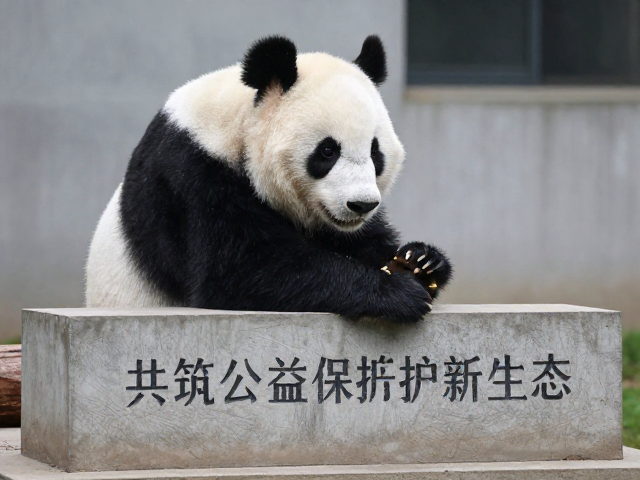 中国大熊猫保护研究中心，守护生物多样性，共筑公益保护新生态