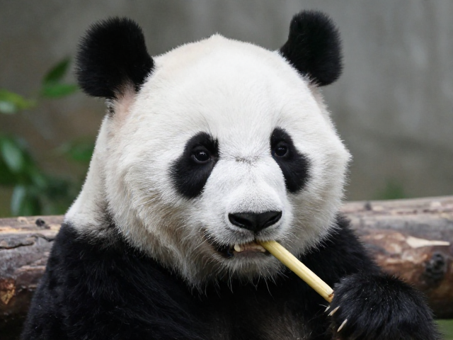 中国大熊猫保护研究中心,基因多样性保护助力公益活动