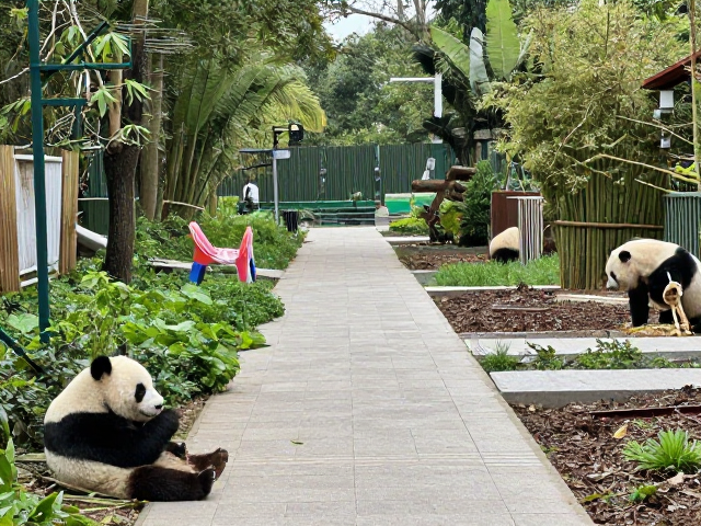 中国大熊猫保护研究中心公益行动，守护生物多样性，共建绿色家园