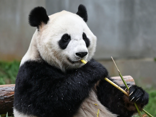 中国大熊猫保护研究中心,科技赋能监测,守护公益保护活动