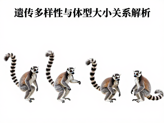 环尾狐猴遗传多样性与体型大小关系解析