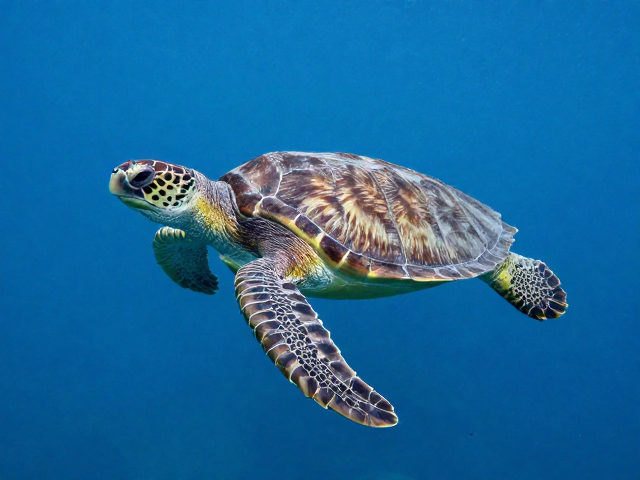 中型海龟外形特征与嗅觉感知揭秘,海洋生物识别指南