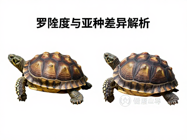 乌龟背甲隆起度与亚种差异解析,外形特征决定颜值与健康
