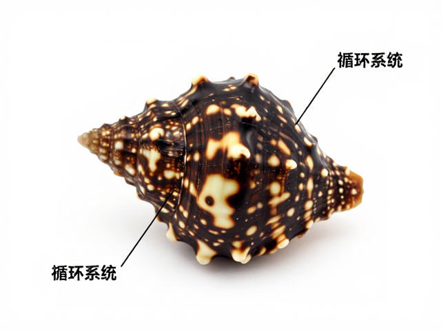 玳瑁外形特征解析,独特的花纹与循环系统奥秘