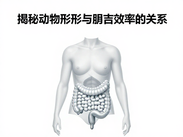 流线型躯干如何优化消化系统？揭秘动物外形与消化效率的关系