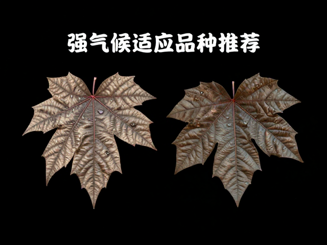 黑褐色底色外形特征解析，强气候适应性品种推荐