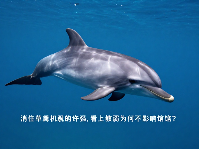 海豚外形特征与消化,声呐感知弱为何不影响进食?