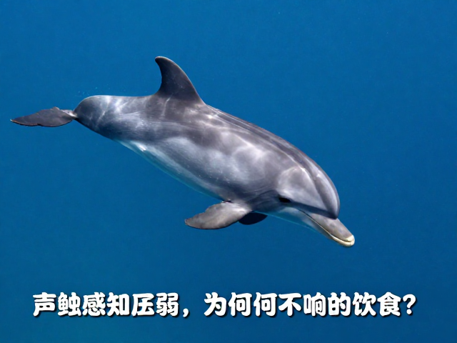 海豚外形特征与消化，声呐感知弱为何不影响进食？