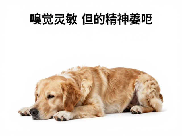 狗狗嗅觉灵敏但精神萎靡？结合外形与健康指标，判断爱犬是否患病