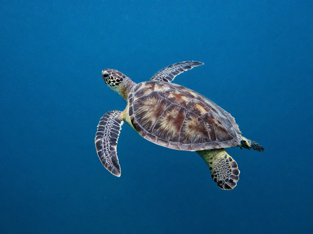 海龟科外形特征,前肢呈桨状适应海洋生活