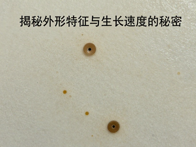 斑点分布随年龄减缓?揭秘外形特征与生长速度的秘密