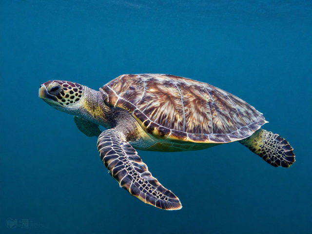中型海龟外形特征与嗅觉感知，揭秘海洋生物的感官世界