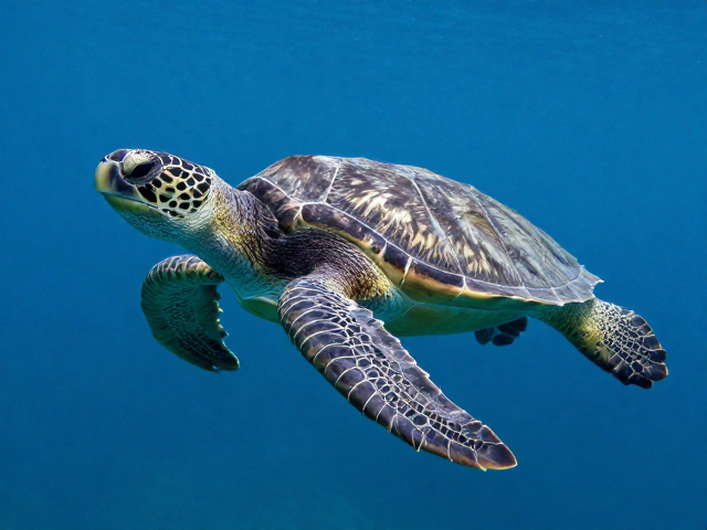 中型海龟外形特征与嗅觉感知，揭秘海洋生物的感官世界