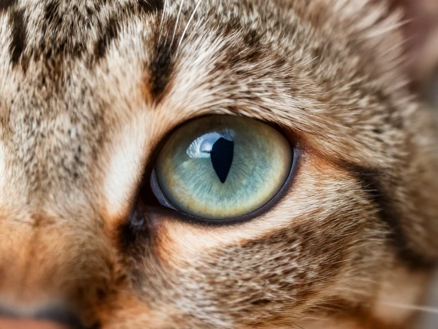 猫有敏锐视觉和嗅觉,外形特征揭秘