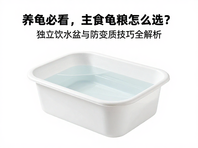 养龟必看,主食龟粮怎么选?独立饮水盆与防变质技巧全解析