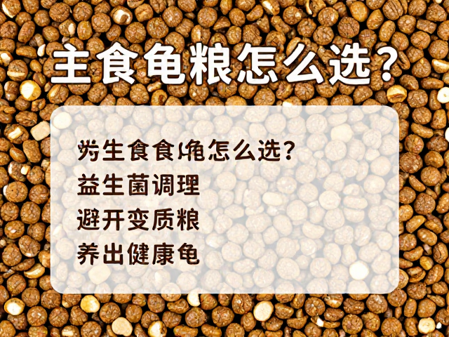 主食龟粮怎么选？益生菌调理，避开变质粮，养出健康龟