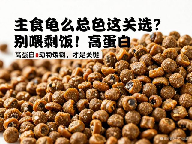 主食龟粮怎么选？别喂剩饭！高蛋白动物饲料才是关键