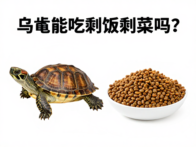 乌龟能吃剩饭剩菜吗?主食龟粮怎么选?独立饮水盆是否必要?