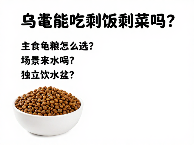 乌龟能吃剩饭剩菜吗?主食龟粮怎么选?独立饮水盆是否必要?