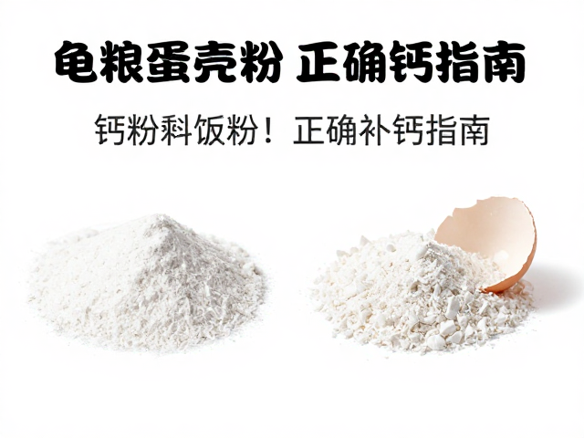 龟粮怎么选?别喂剩饭!钙粉蛋壳粉正确补钙指南