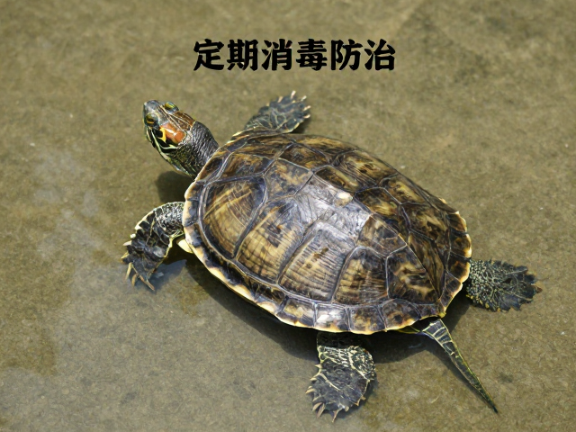乌龟腐皮病防治,定期消毒器具,浅水静养,快速恢复健康