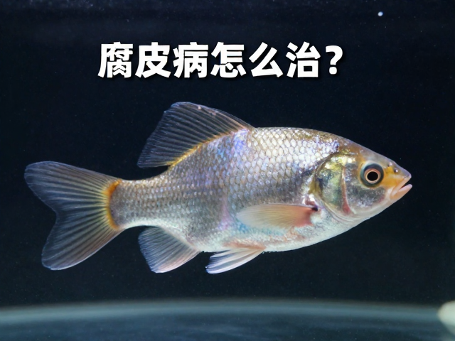 腐皮病怎么治?高蛋白低脂饮食,保持水质清洁,快速恢复鱼体健康