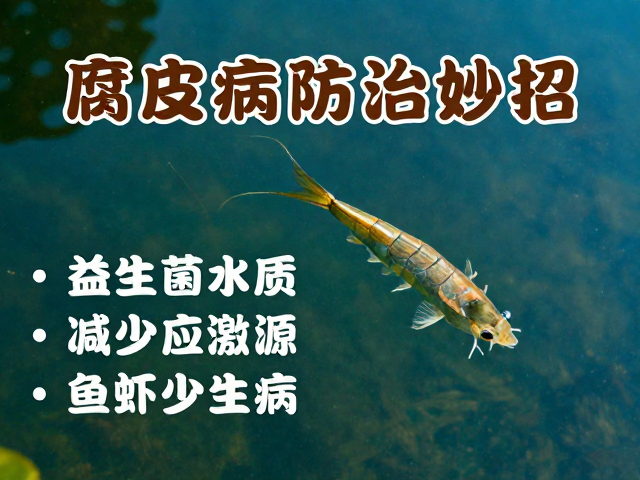 腐皮病防治妙招,益生菌调节水质,减少应激源,鱼虾少生病