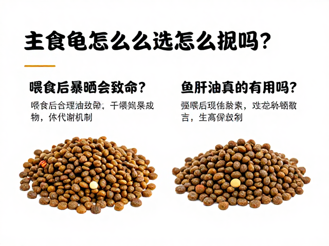 主食龟粮怎么选?喂食后暴晒会致命?鱼肝油真的有用吗?