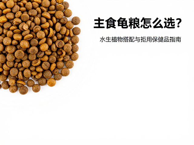 主食龟粮怎么选?水生植物搭配与拒用保健品指南