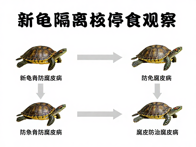 新龟隔离检疫停食观察，有效防治腐皮病的关键步骤